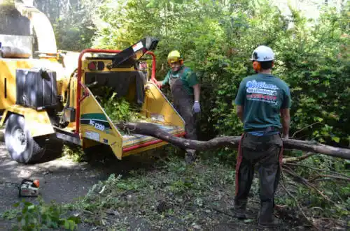 tree services Oakhurst